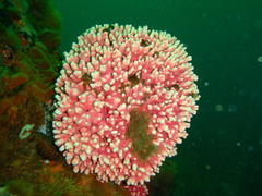 Stylaster nobilis