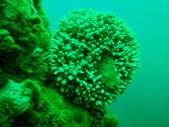 Stylaster nobilis
