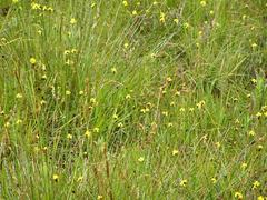 Xyris capensis