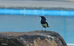Copsychus saularis ceylonensis