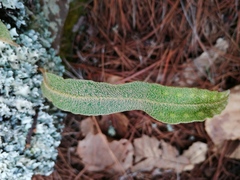 Pleopeltis polylepis