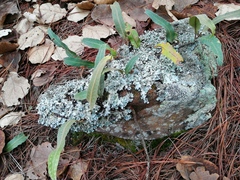 Pleopeltis polylepis