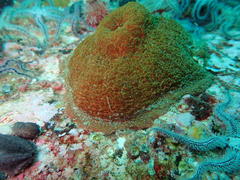 Bunodactis reynaudi