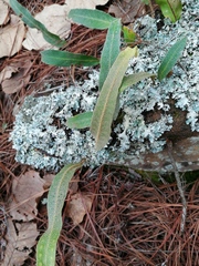 Pleopeltis polylepis