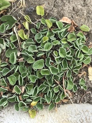 Dichondra micrantha