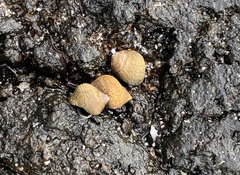Tectarius striatus