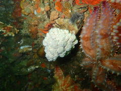 Eunephthya thyrsoidea