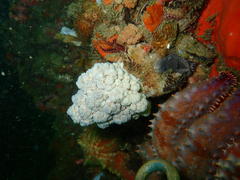 Eunephthya thyrsoidea