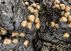 Tectarius striatus