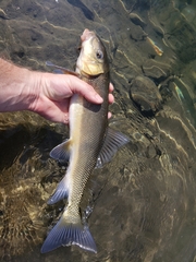 Catostomus macrocheilus