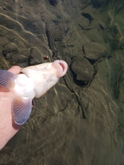 Catostomus macrocheilus