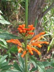 Leonotis leonurus