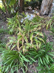 Crinum moorei