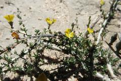 Aspalathus acuminata acuminata