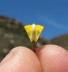 Aspalathus acuminata acuminata