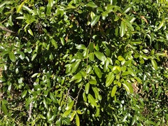 Jasminum didymum racemosum