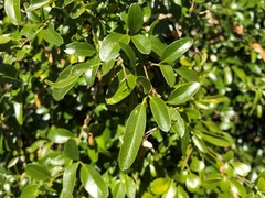 Jasminum didymum racemosum
