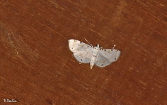 Pycnarmon cribrata