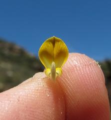 Aspalathus acuminata acuminata