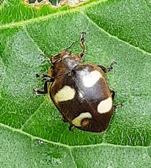 Epilachna riveti