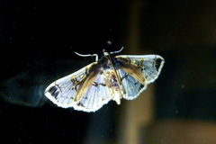 Compacta hirtalis