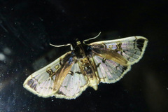 Compacta hirtalis