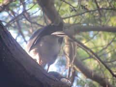 Accipiter tachiro tachiro