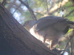 Accipiter tachiro tachiro