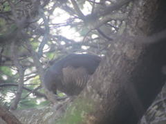 Accipiter tachiro tachiro