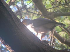 Accipiter tachiro tachiro