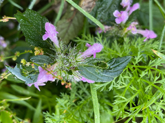 Galeopsis ladanum