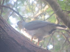Accipiter tachiro tachiro