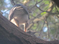 Accipiter tachiro tachiro