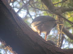 Accipiter tachiro tachiro