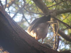 Accipiter tachiro tachiro