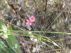 Oxalis pendulifolia