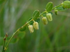 Phyllanthus glaucophyllus