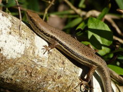 Trachylepis depressa