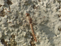 Crocothemis divisa