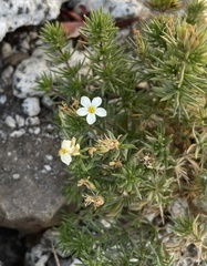 Leptosiphon nuttallii