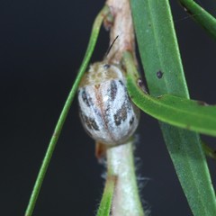 Paropsisterna semifumata