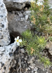 Leptosiphon nuttallii