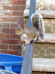 Sciurus carolinensis