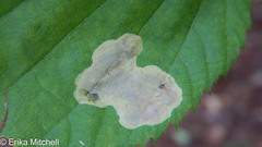 Cameraria betulivora