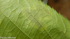 Cameraria betulivora