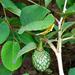 African Custard-Apple - Photo (c) Kate Braun, some rights reserved (CC BY-NC), uploaded by Kate Braun