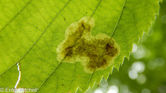 Cameraria betulivora