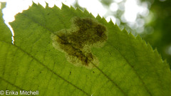 Cameraria betulivora