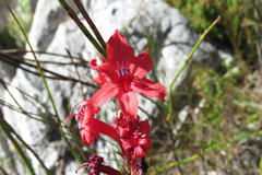 Tritoniopsis burchellii