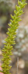 Selago glomerata